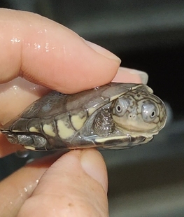 西非侧颈龟沼泽侧颈龟棱背东非深水长颈热带观赏公母苗网红微