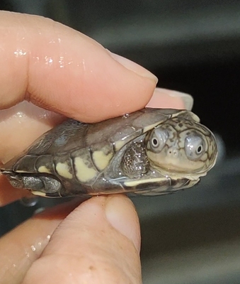 西非龟微笑龟乌龟侧颈龟