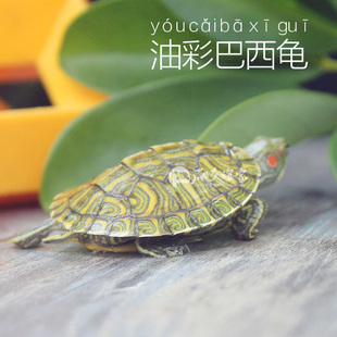 格兰德进口七彩龟苗小龟五彩油彩巴西活体水乌龟斑彩深水宠物龟