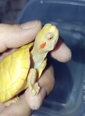 变异龟白化红眼巴西龟白巴白甲鱼焦糖巴西粉雪果冻龟悖论乌龟包邮