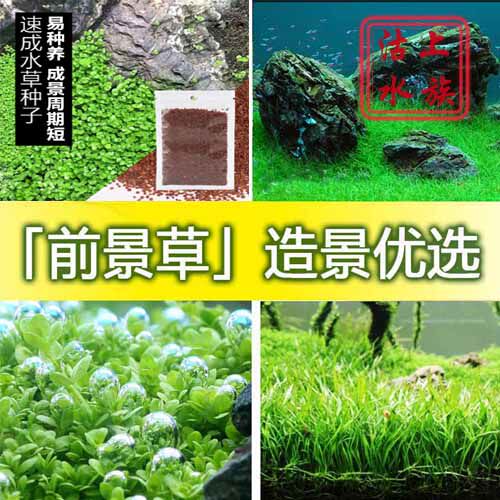 『沽上水族』假山草种子水草种子/盆景草种子/矮珍珠/牛毛/天湖葵