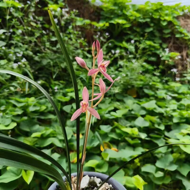 建兰新品红花靡丽艳丽浓香四季兰夏秋开花直立叶型绿植江西名兰