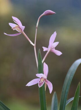 盆栽红花勤花黄芽矮小