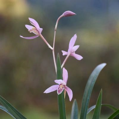 盆栽红花勤花黄芽矮小