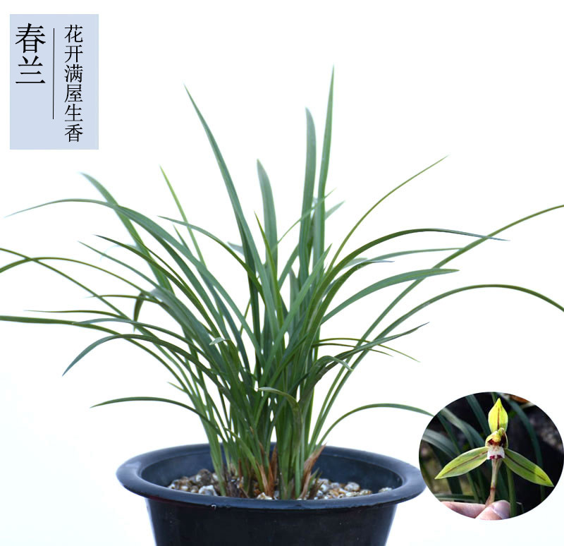 兰花盆栽 春兰 浓香型 兰花苗易开花 年宵花 好养活植物 山野奇葩