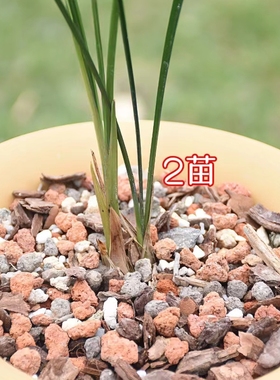 细叶寒兰盆栽苗兰花苗花带白覆轮冬天开花越冷越香室内阳台花卉