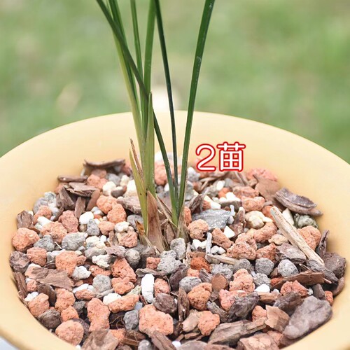 细叶寒兰盆栽苗兰花苗花带白覆轮冬天开花越冷越香室内阳台花卉