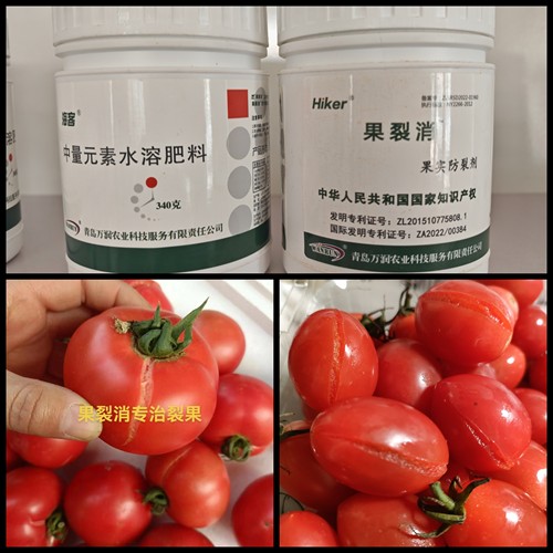 西红柿裂果药 圣女果青甜柿枣防裂药专用  果裂消防裂果叶面肥