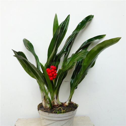 咽喉肿痛清热解毒祛瘀绿植