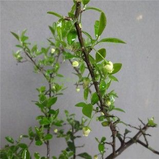 金弹子小公树雄树带花苞带土发货