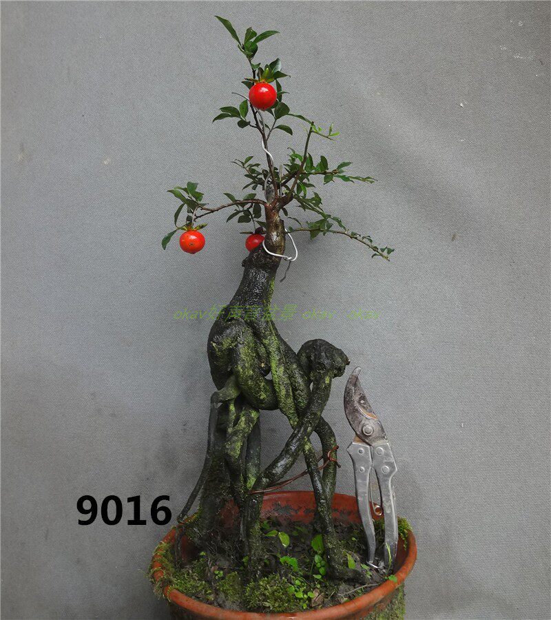 血红果金弹子瓶兰花盆景盆栽所见即所得鸡血红金蛋子树桩