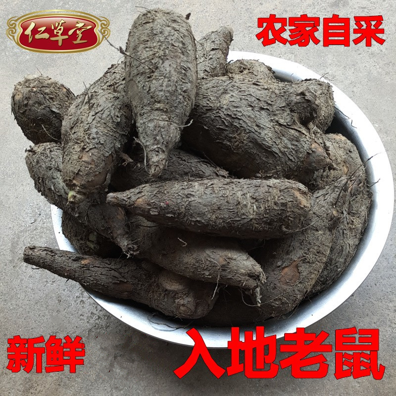 新鲜入地老鼠钻地老鼠白古首花头紫茉莉根中药材 500g包邮