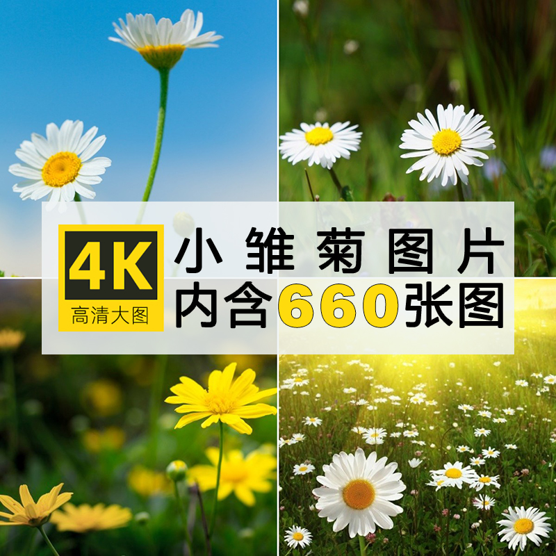 4k高清图库唯美雏菊素材大图梦幻花卉背景菊花小野花高清壁纸图片