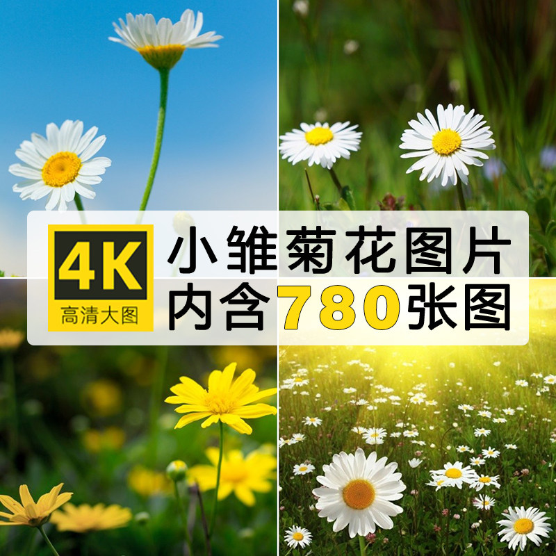 高清含竖屏清新小雏菊图片多花花朵抖音图文手机壁纸绘画写生素材