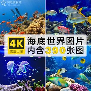 海洋生物深海水底海底世界鱼群动物植物珊瑚礁石水草照片图片素材