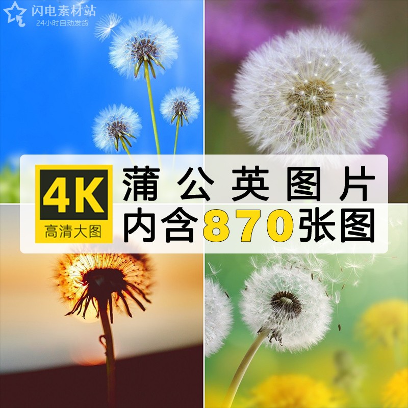 4K高清自然风景飘散的蒲公英花瓣植物花朵电脑壁纸JPG图片素材库