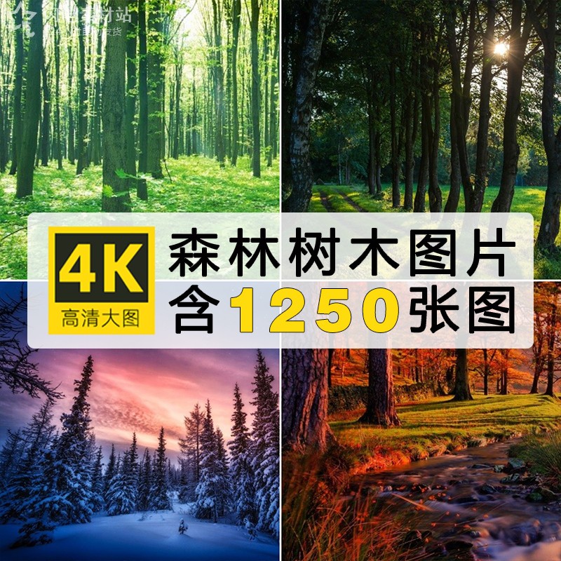 4K高清森林树木图片热带雨林老林大树丛林风景摄影照片壁纸PS素材