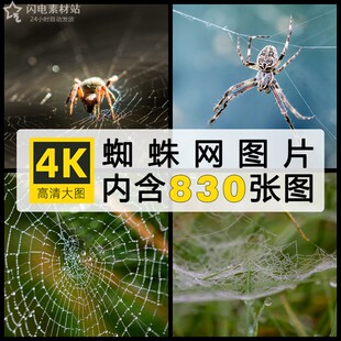 蜘蛛网特写照片图集壁纸图片集素材海报ps设计参考图 4K高清摄影