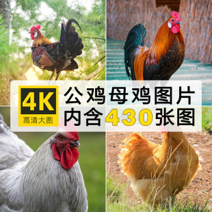 高清动物生物摄影图片母鸡公鸡养鸡场家禽养殖ps背景JPG素材图