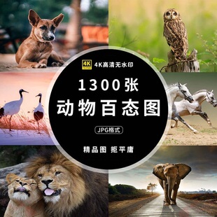 高清图库4K大象马熊鹿动物百态摄影背景壁纸ps海报设计图片素材