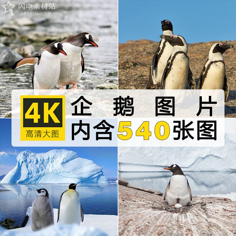 高清企鹅图片南极可爱动物冰川浮水海洋极地鸟类生物摄影照片素材