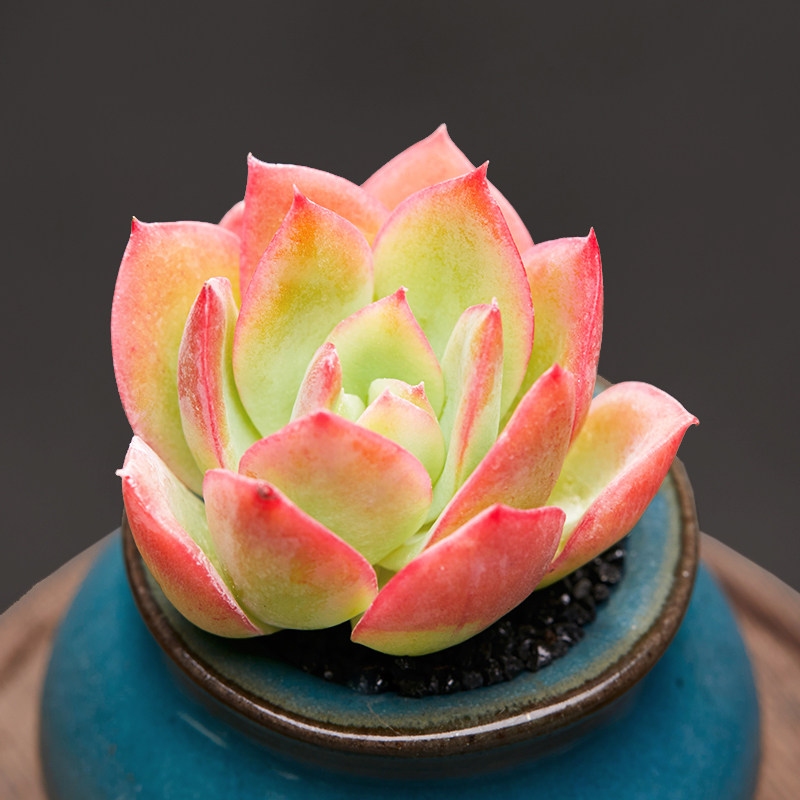 美诺花园绮罗多肉植物阳台室内办公室小萌物肉肉植物高品质颜色正