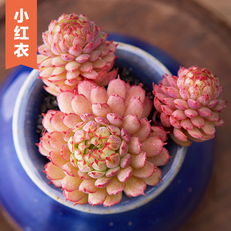 美诺花园小红衣多肉植物阳台办公室小萌物肉肉植物高品质颜色正