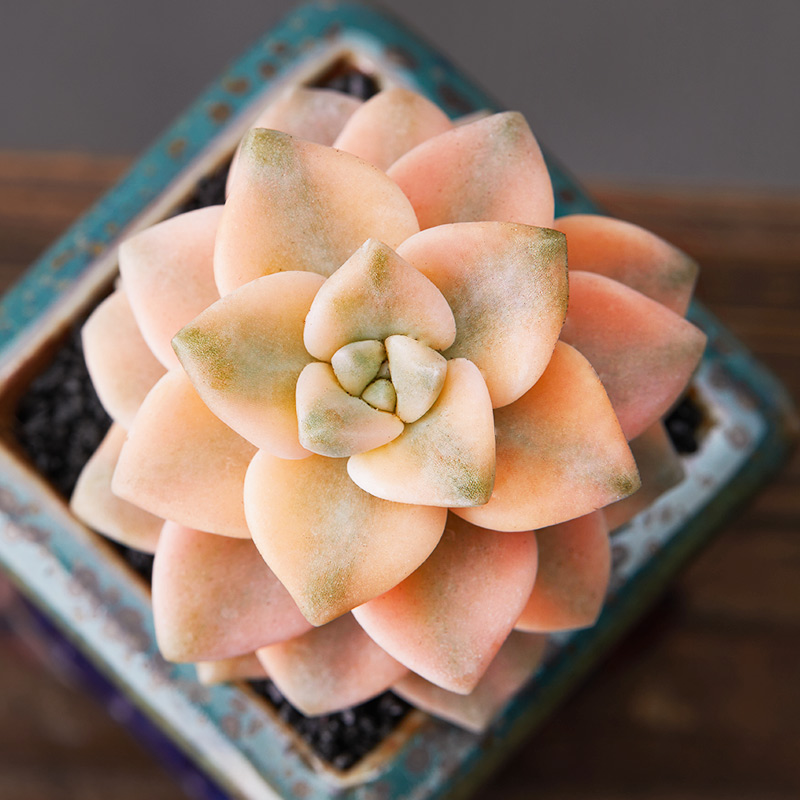 美诺花园美杏锦精品云南多肉植物阳台办公室萌物肉肉植物高品质