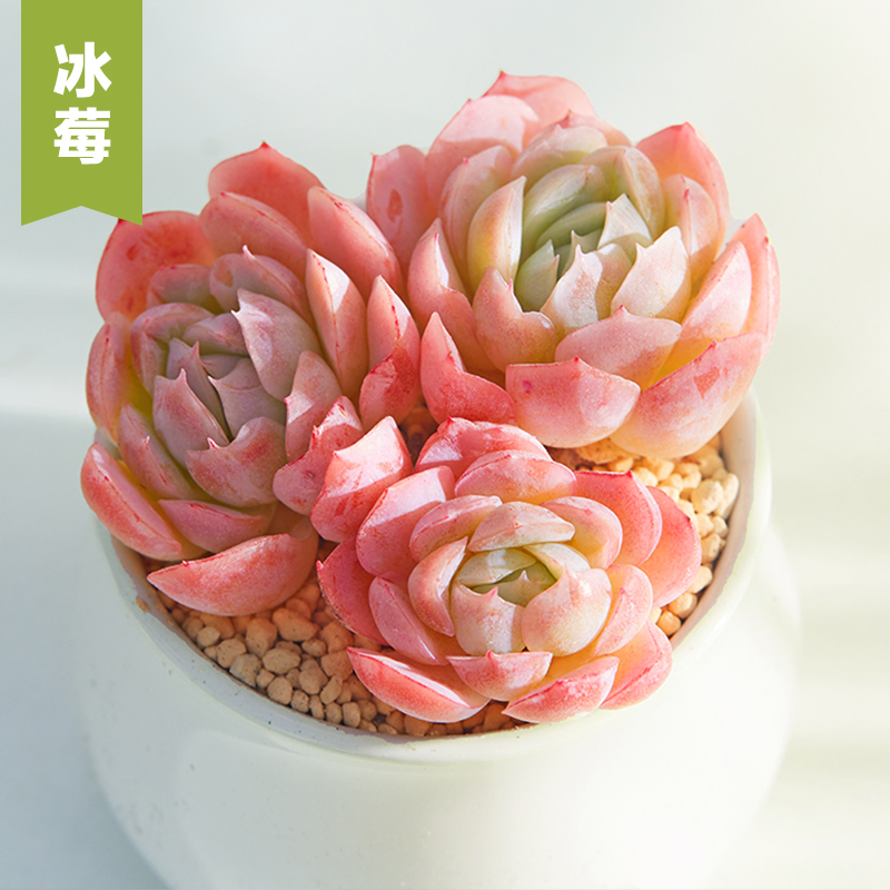 美诺花园冰莓云南多肉植物室内阳台办公室小萌物肉肉高品质颜色正