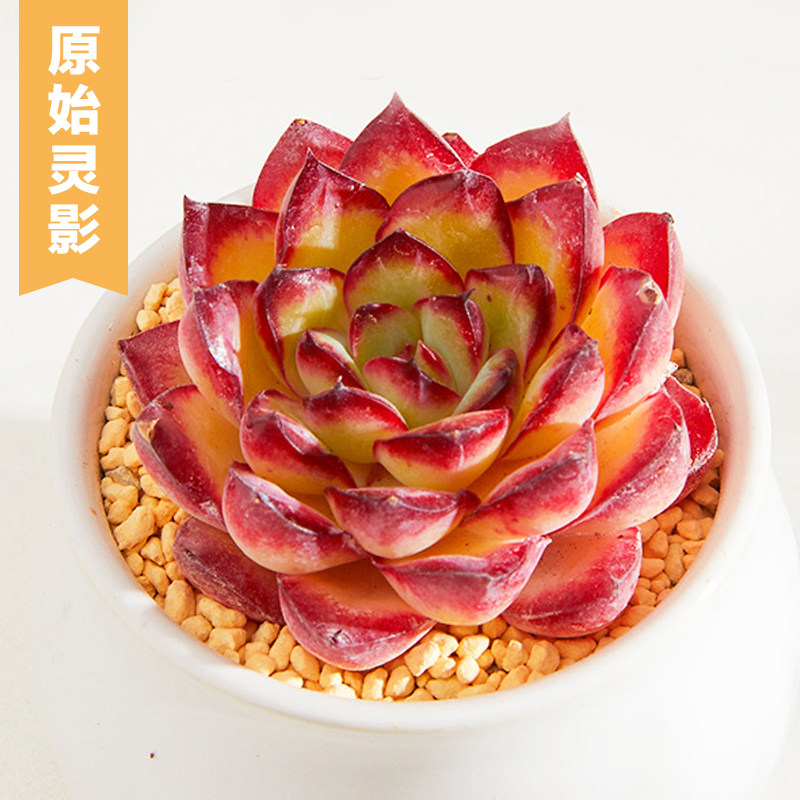 美诺花园原始灵影多肉植物阳台办公室小萌物肉肉植物高品质颜色正