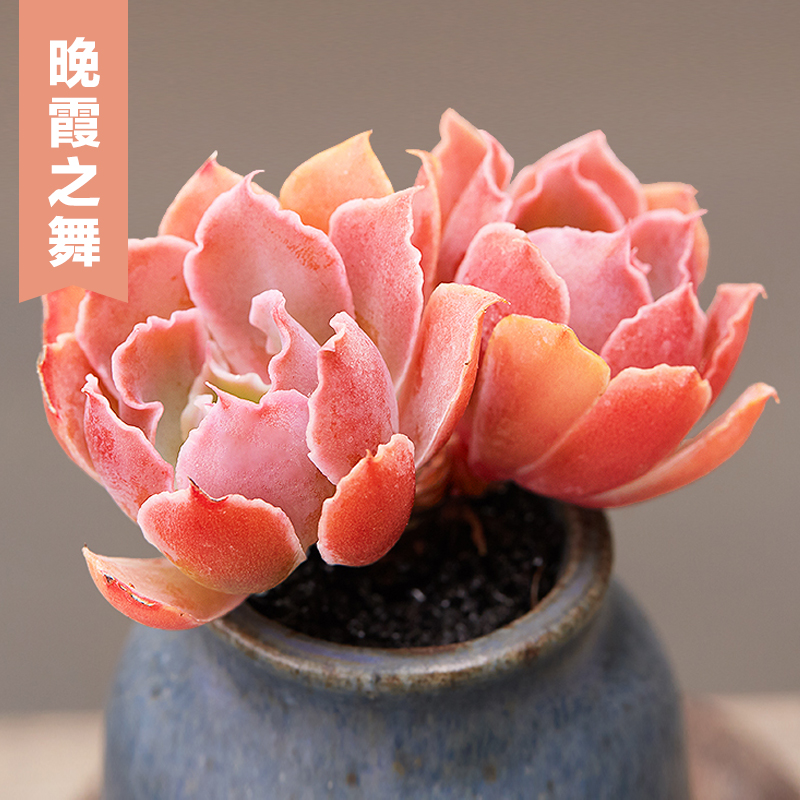 美诺花园晚霞之舞云南多肉植物室内阳台小萌物肉肉植物高品质