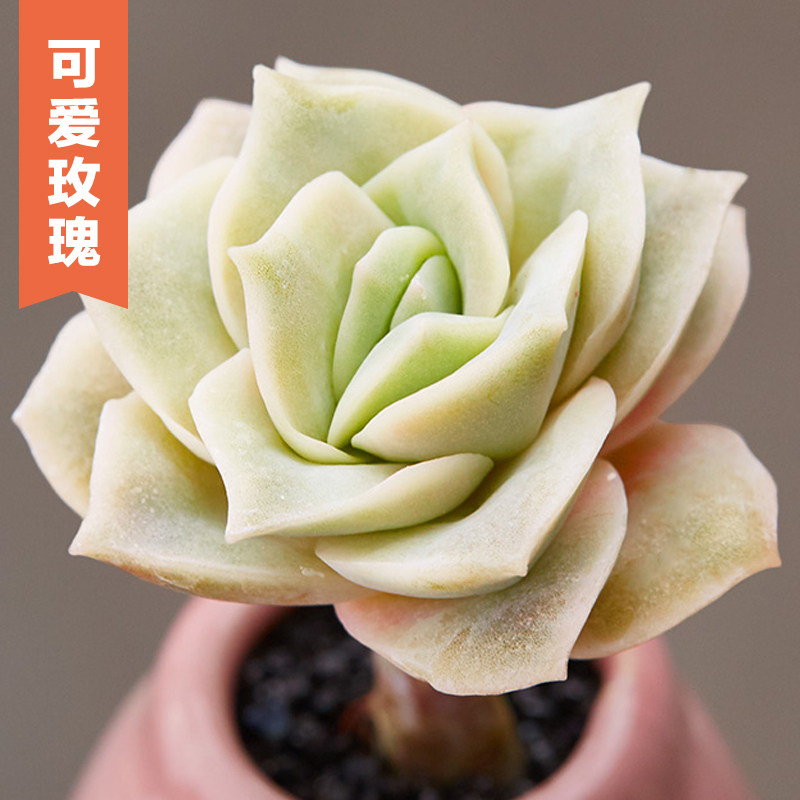 美诺花园可爱玫瑰云南多肉植物阳台办公室小萌物肉肉植物高品质