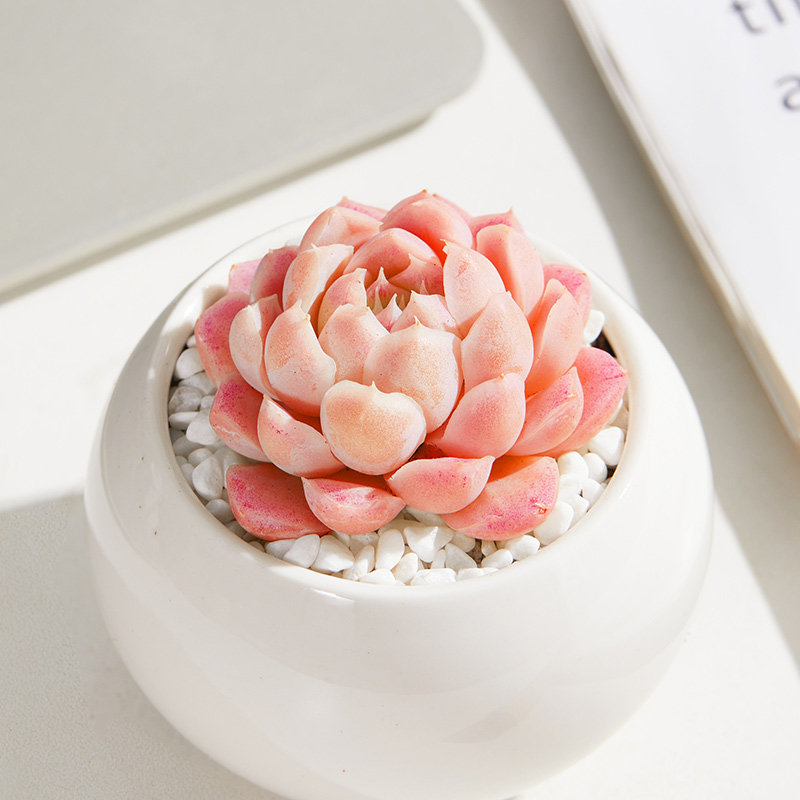 美诺花园阿尔巴白月影多肉植物云南多肉室内桌面小盆栽室内肉肉 美诺花园 淘优券 美诺花园阿尔巴白月影多肉植物云南多肉室内桌面小盆栽室内肉肉 美诺花园 淘优券