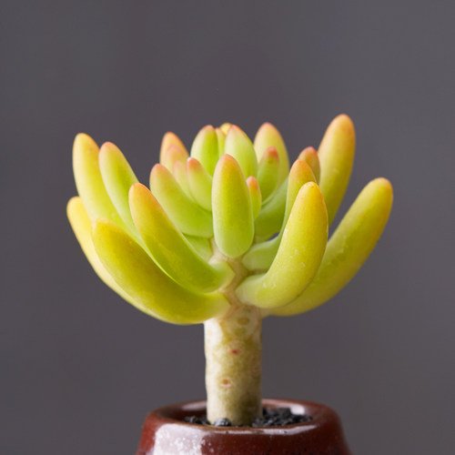 八千代多肉植物质量怎么样 八千代多肉植物口碑怎么样 小麦优选