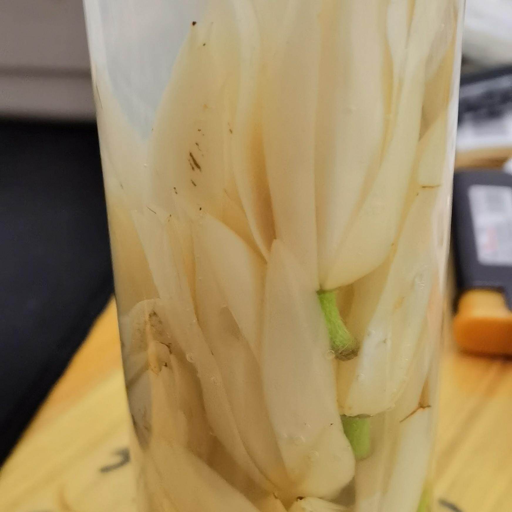 白兰花鲜花泡酒黄角兰闻香蚊虫叮咬儿童止痒天然农家自制黄角兰酒