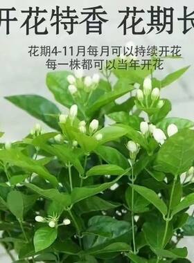 茉莉花盆栽重瓣开花浓香四季好养室内阳台庭院清货中无售后