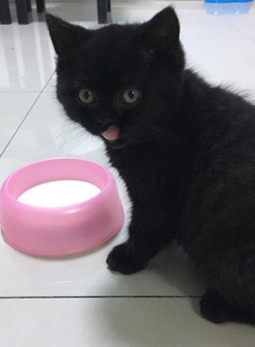 【包子脸英短黑猫】纯黑色英国短毛猫短耳母猫 英国短毛黑猫弟弟