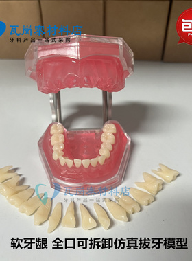 牙科口腔教学生练习拔牙模型28颗牙齿FE颌架全口可拆卸牙齿软牙龈