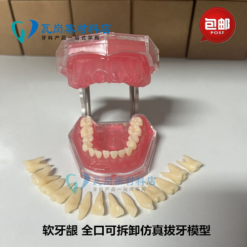 牙科口腔教学生练习拔牙模型28颗牙齿FE颌架全口可拆卸牙齿软牙龈
