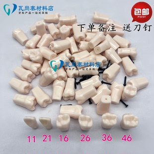牙医考试备牙练习牙齿牙科树脂仿真牙粒树脂散牙齿口腔离体牙包邮