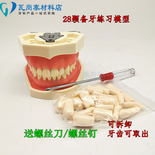 口腔备牙模型 28颗牙齿可拆卸 练习牙体制备窝洞烤瓷牙冠预备模型