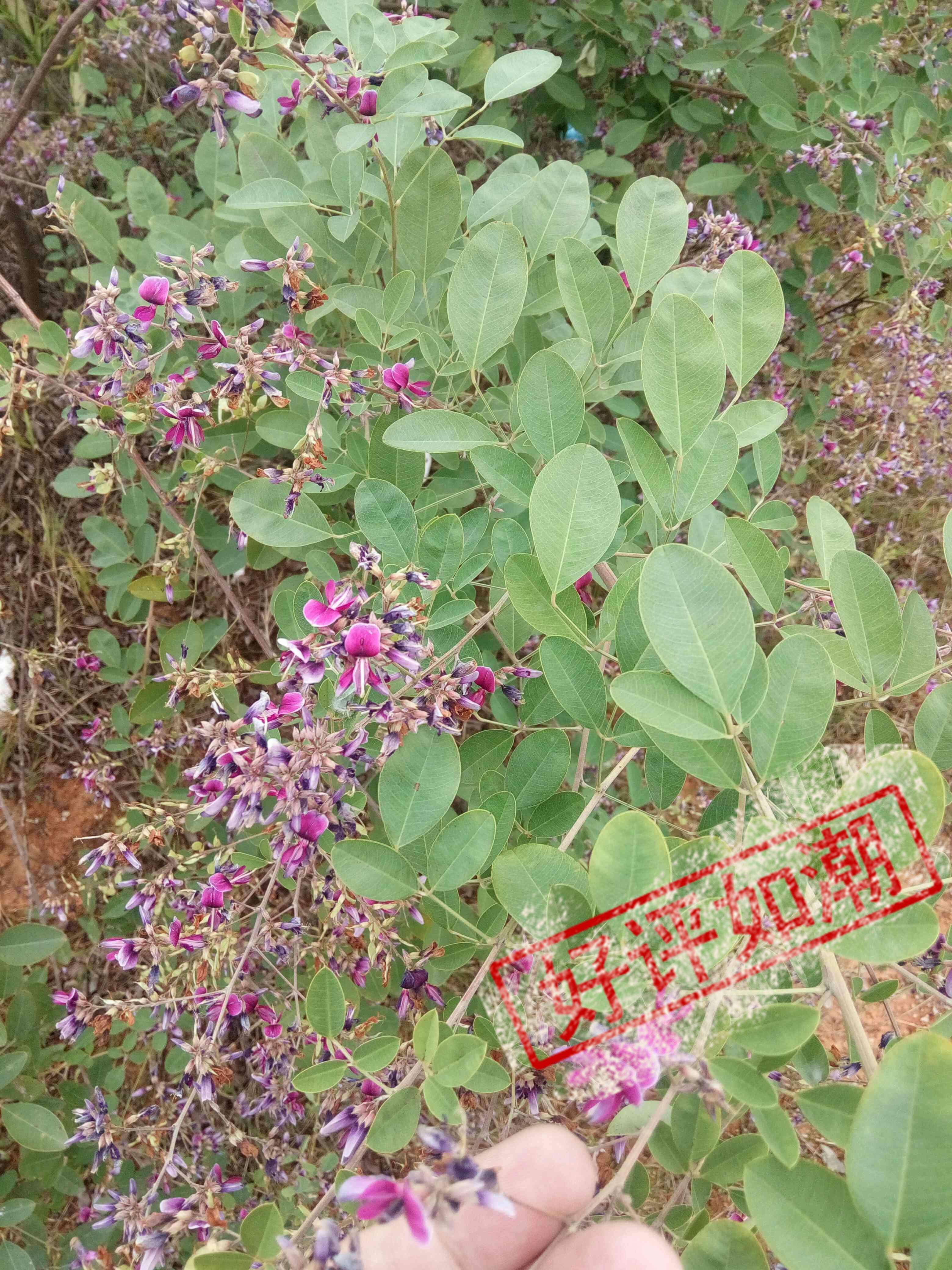 2021优质深山新鲜中草药胡枝子安徽省食用农产品 500克直销双十二