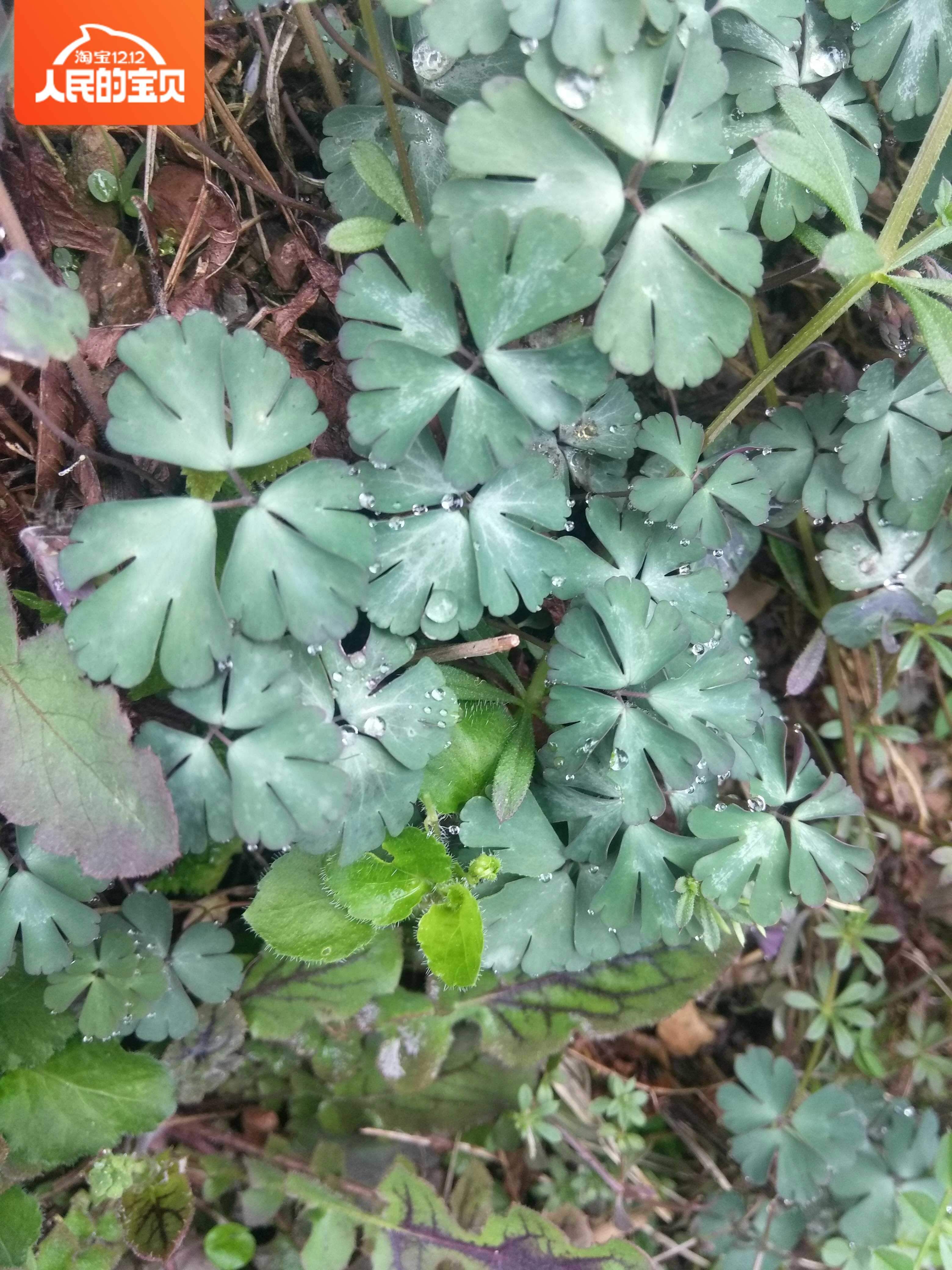 新鲜自采紫背天葵农夫巴巴中药