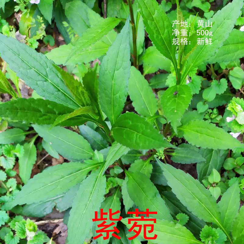 深山中药材紫苑小辫儿夹板菜驴耳朵菜软紫菀返魂草 新鲜500克直销