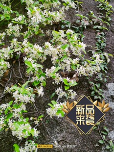 深山老林道地新鲜自采中草药材络石藤风车茉莉500g掌柜推荐包邮