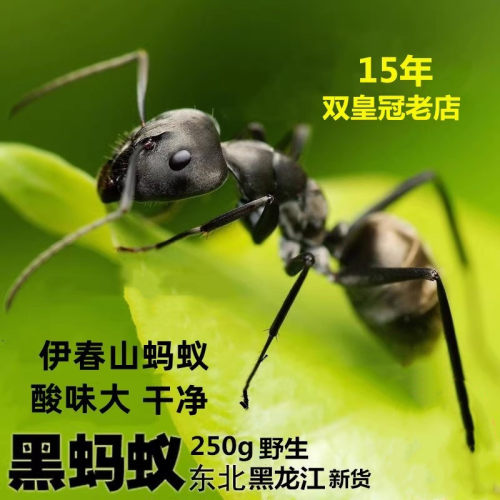 东北黑蚂蚁干山蚂蚁可打粉泡酒