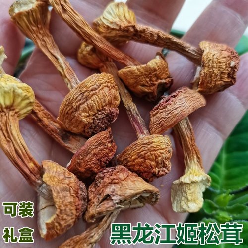 东北姬松茸干蘑菇黑龙江松茸菌