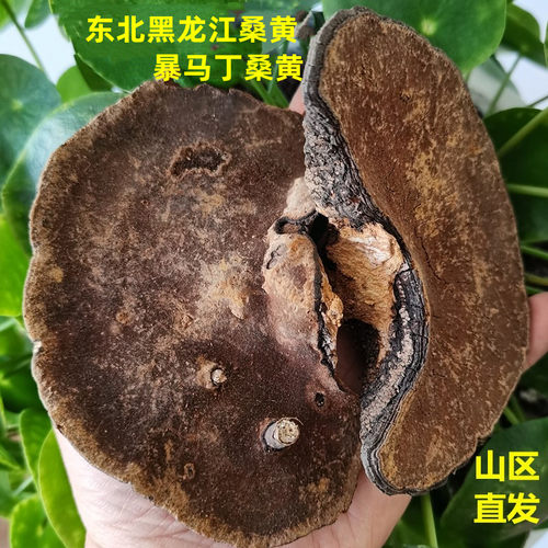 东北桑黄暴马丁香桑黄灵芝林芝菌