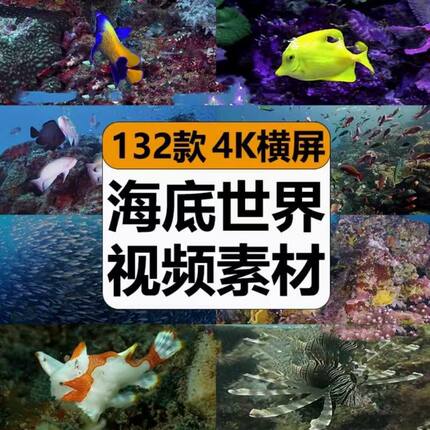 4K海洋世界纪录片海底实拍生物鱼群动物珊瑚高清LED背景视频素材