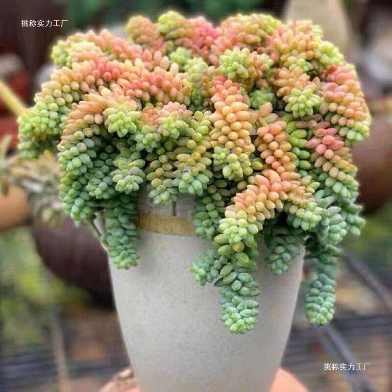 彩虹奶油玉坠多肉雪花玉坠爆盆吊坠新手四季好养阳台桌面盆栽柱形